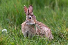 Wildkaninchen