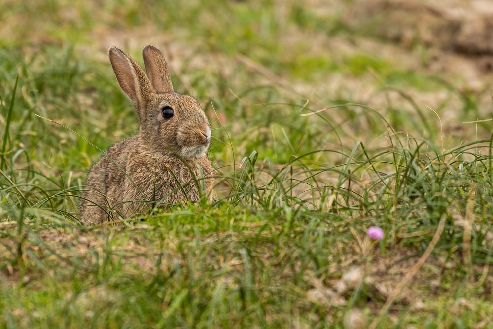 Wildkaninchen