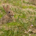 Wildkaninchen