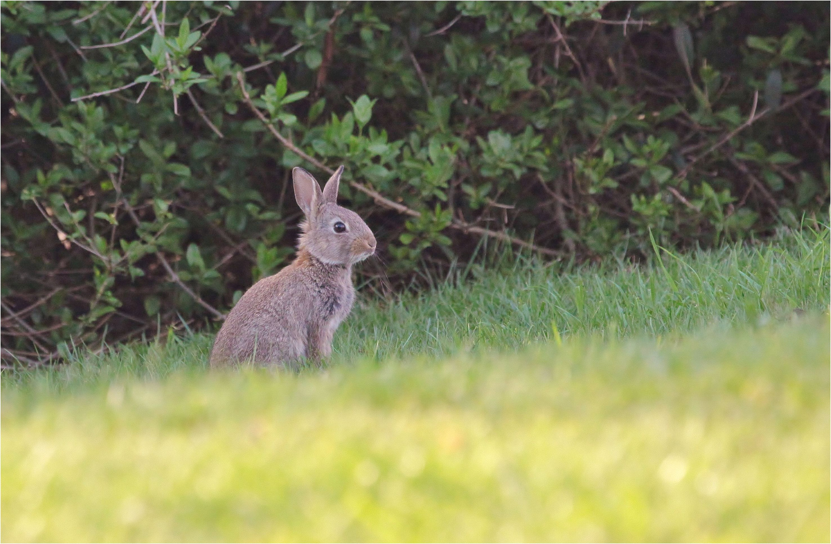 Wildkaninchen