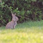 Wildkaninchen