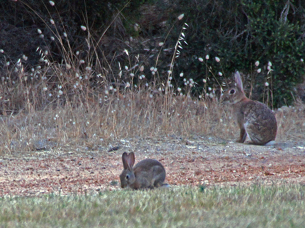 ..Wildkaninchen..