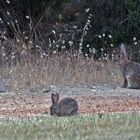 ..Wildkaninchen..