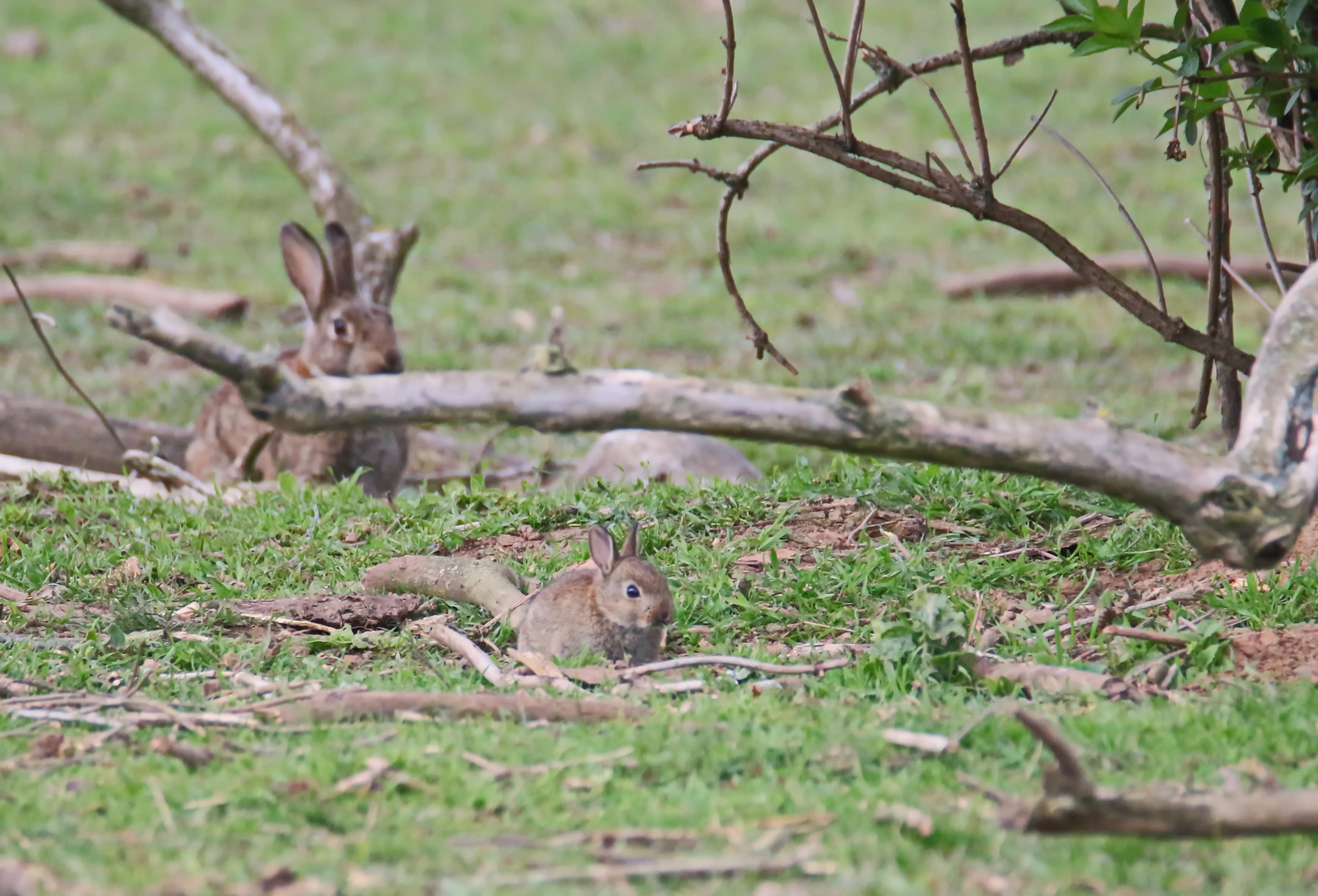 Wildkaninchen (Doku)