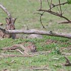 Wildkaninchen (Doku)