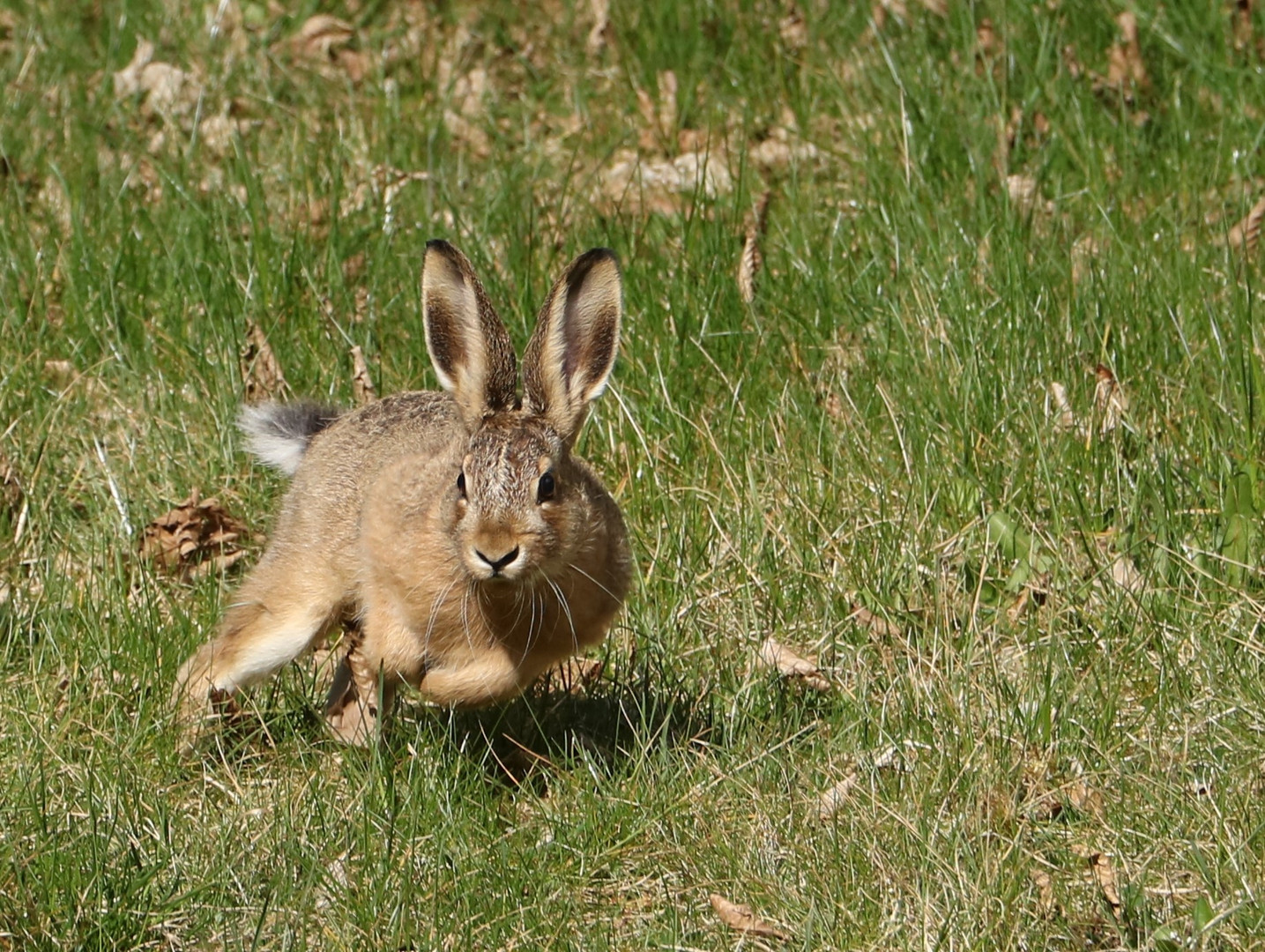 Wildkaninchen 