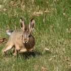 Wildkaninchen 