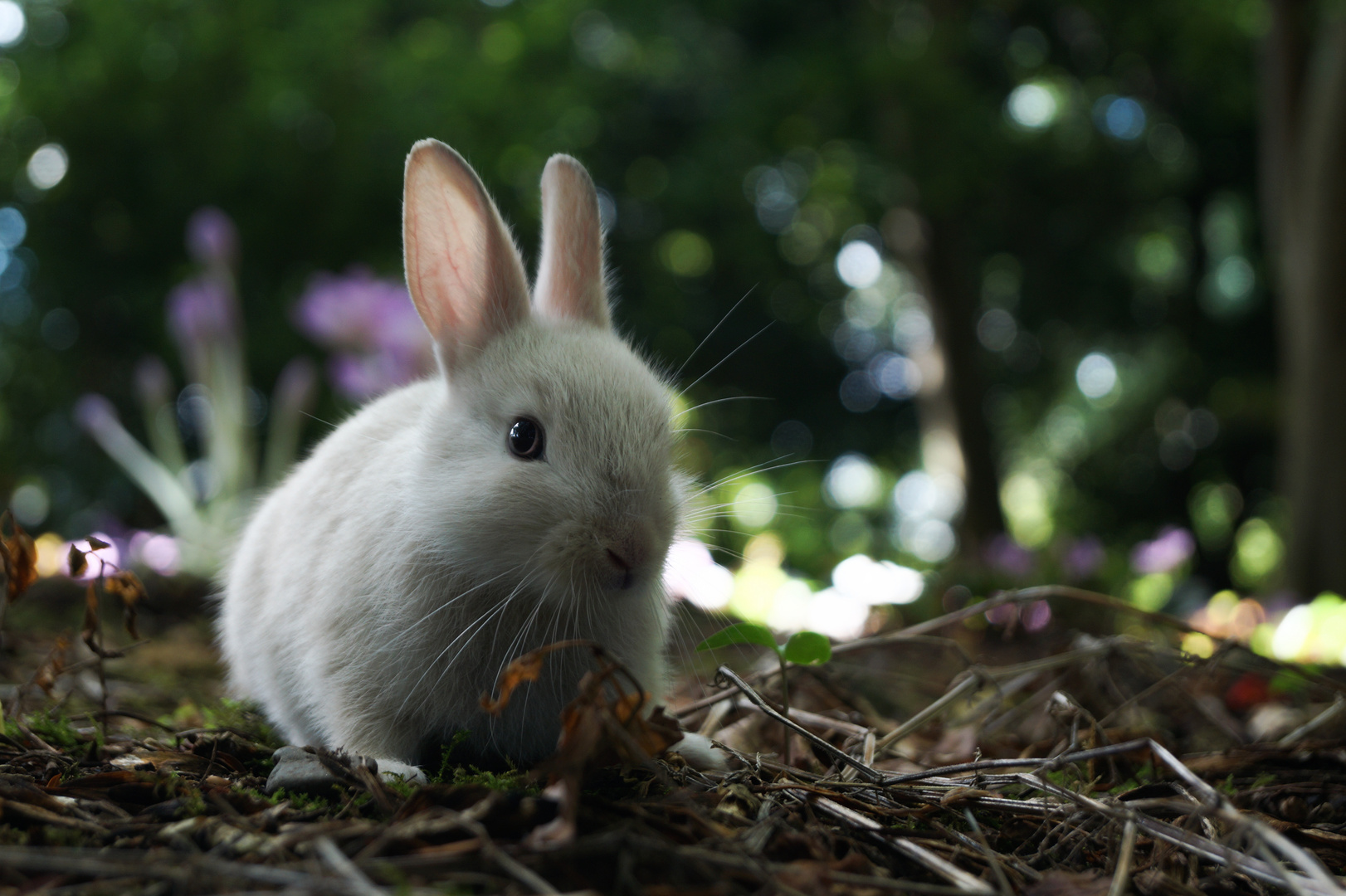 Wildkaninchen