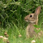 Wildkaninchen