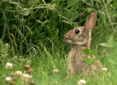 Wildkaninchen