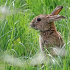 Wildkaninchen