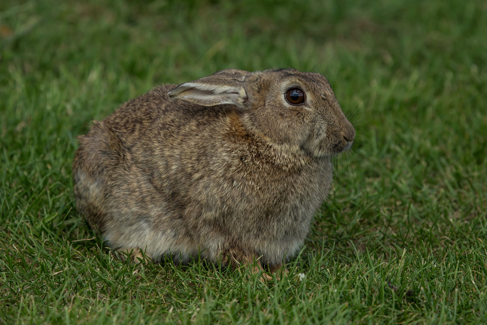 Wildkaninchen