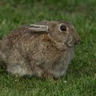 Wildkaninchen