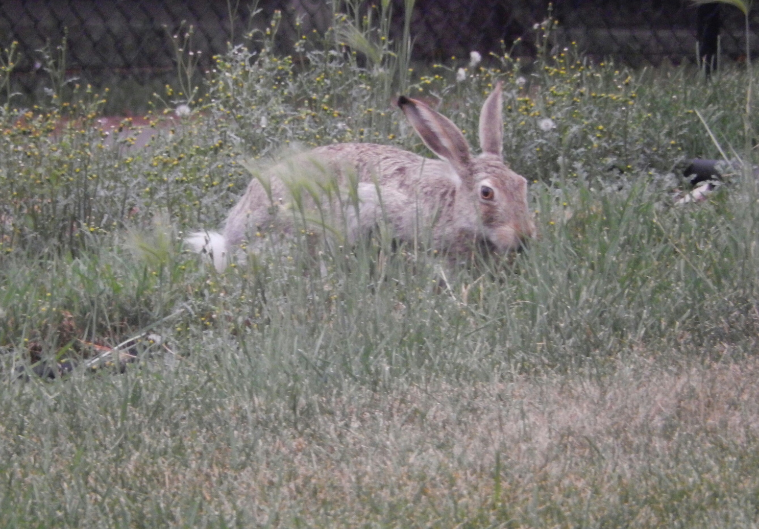 Wildkaninchen