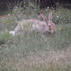 Wildkaninchen