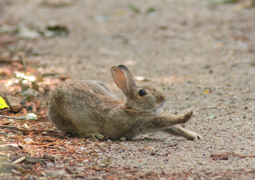 Wildkaninchen