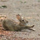 Wildkaninchen