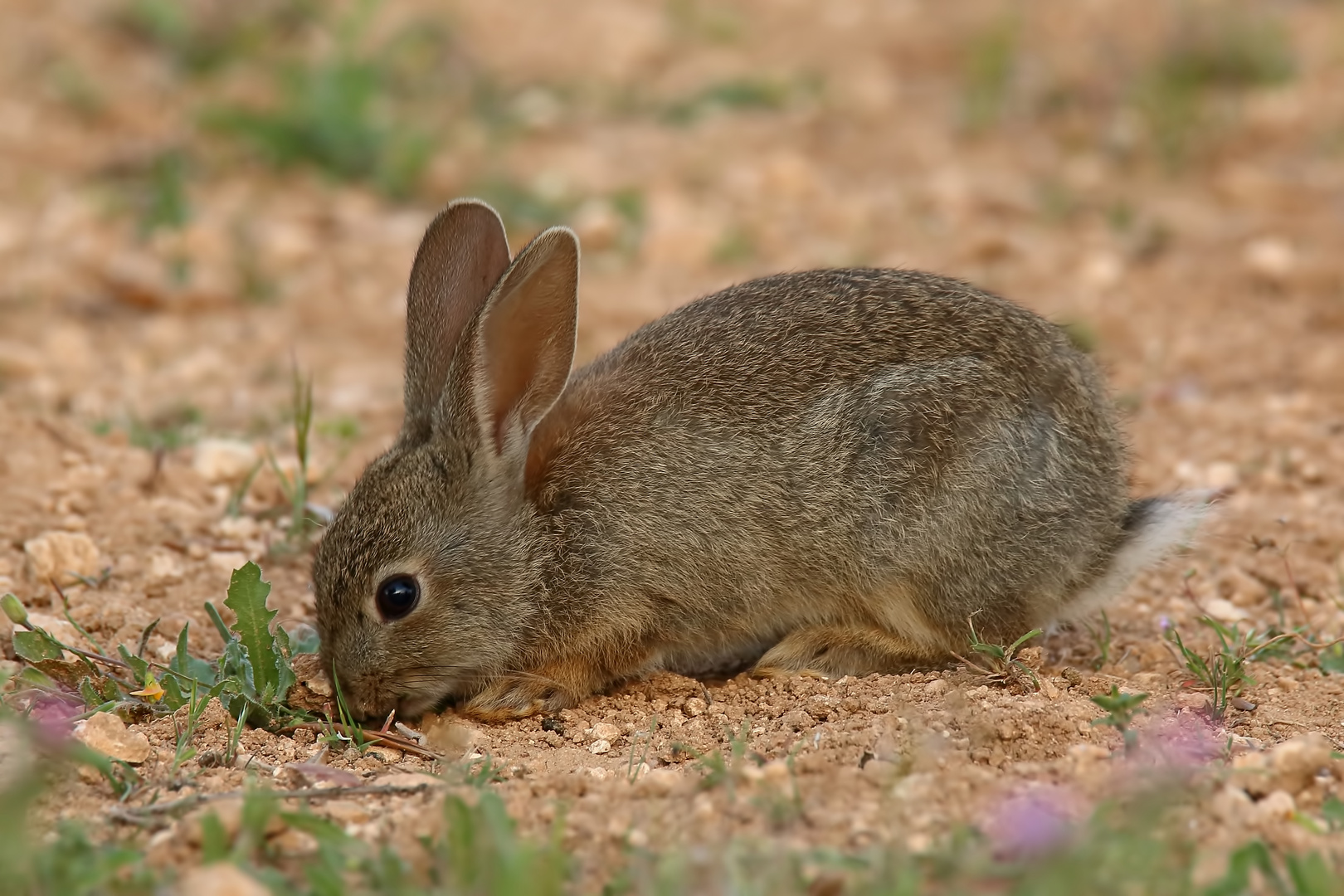 Wildkaninchen