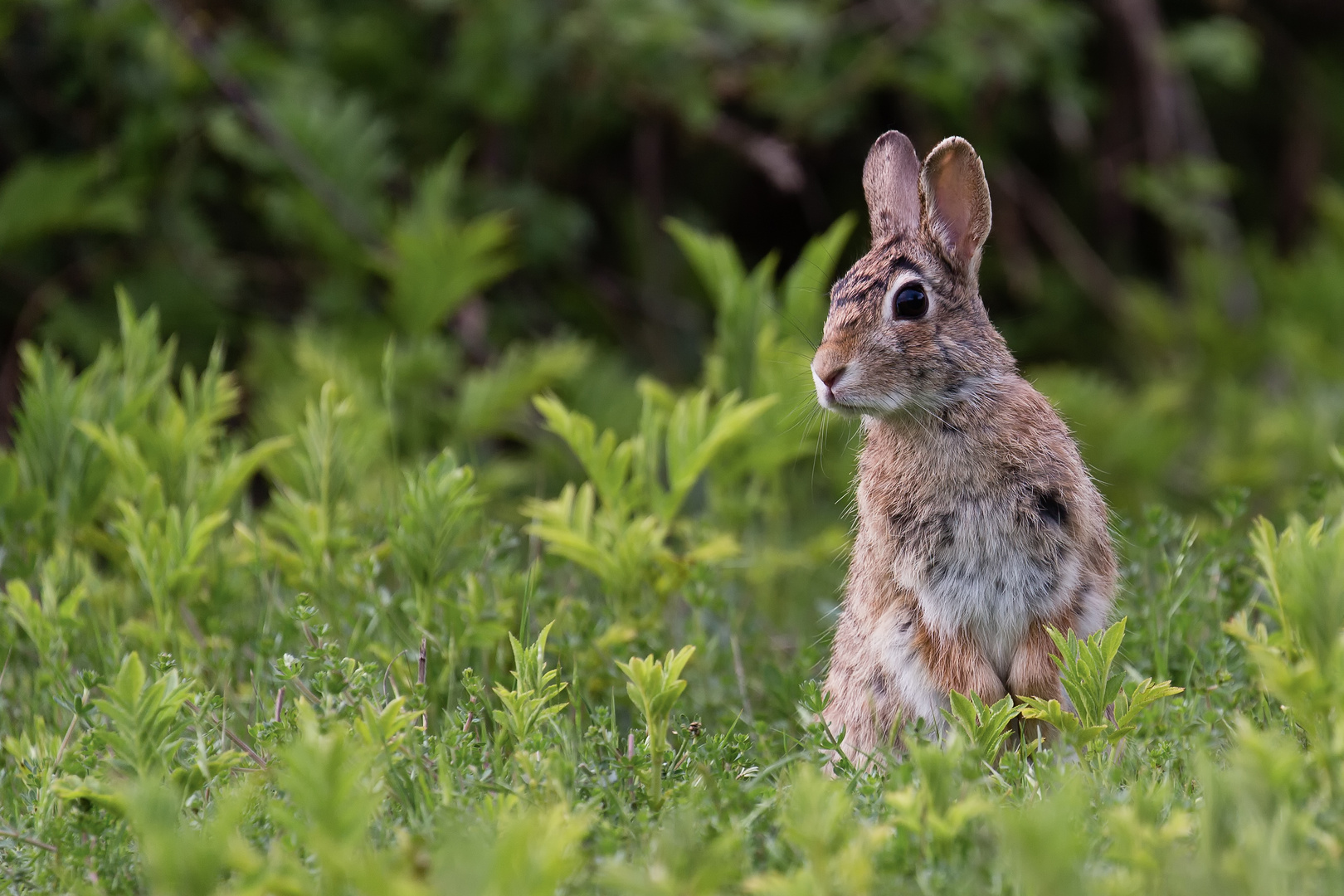 Wildkaninchen