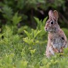 Wildkaninchen