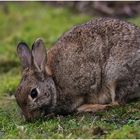 Wildkaninchen