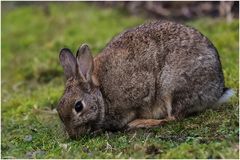 Wildkaninchen