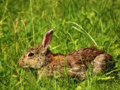 Wildkaninchen