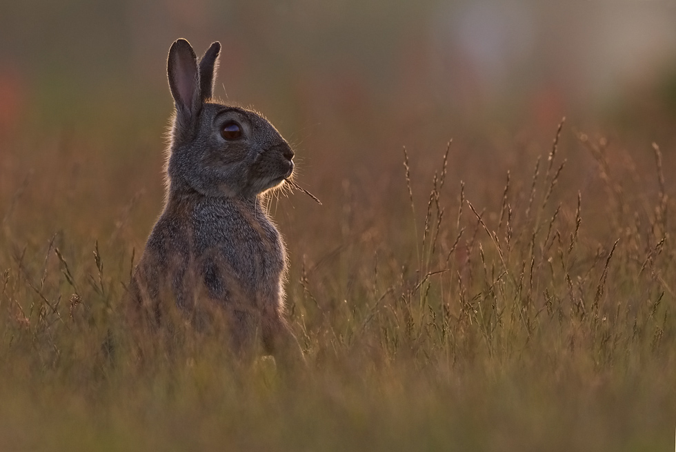 Wildkaninchen - Hasi´s Sunset :-)