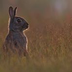 Wildkaninchen - Hasi´s Sunset :-)