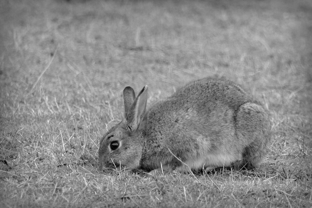 Wildkaninchen III