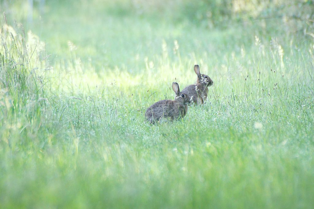 Wildkaninchen im NSG Dingdener Heide