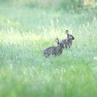 Wildkaninchen im NSG Dingdener Heide