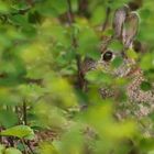 Wildkaninchen im Park