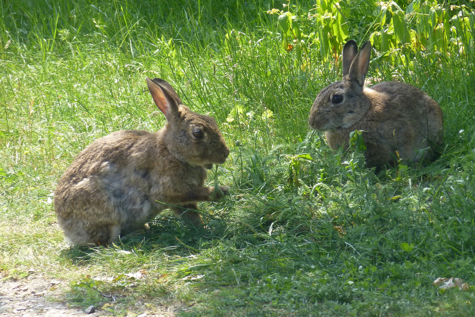 Wildkaninchen im Park