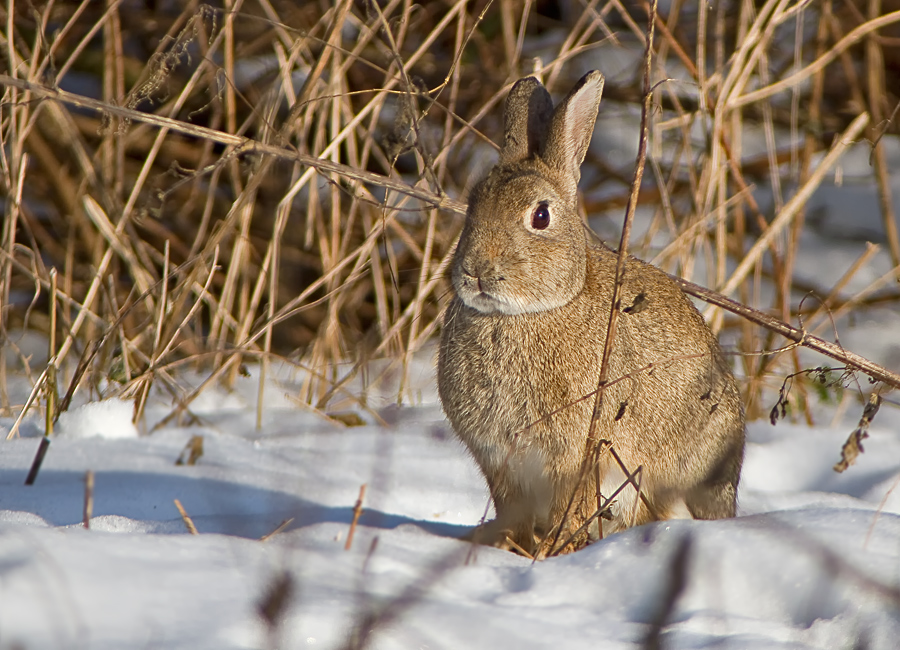 Wildkaninchen im Schnee