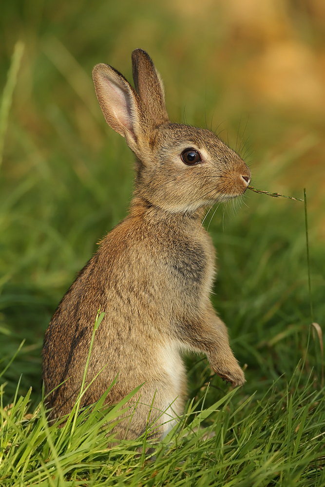 Wildkaninchen in der Abendsonne