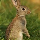 Wildkaninchen in der Abendsonne