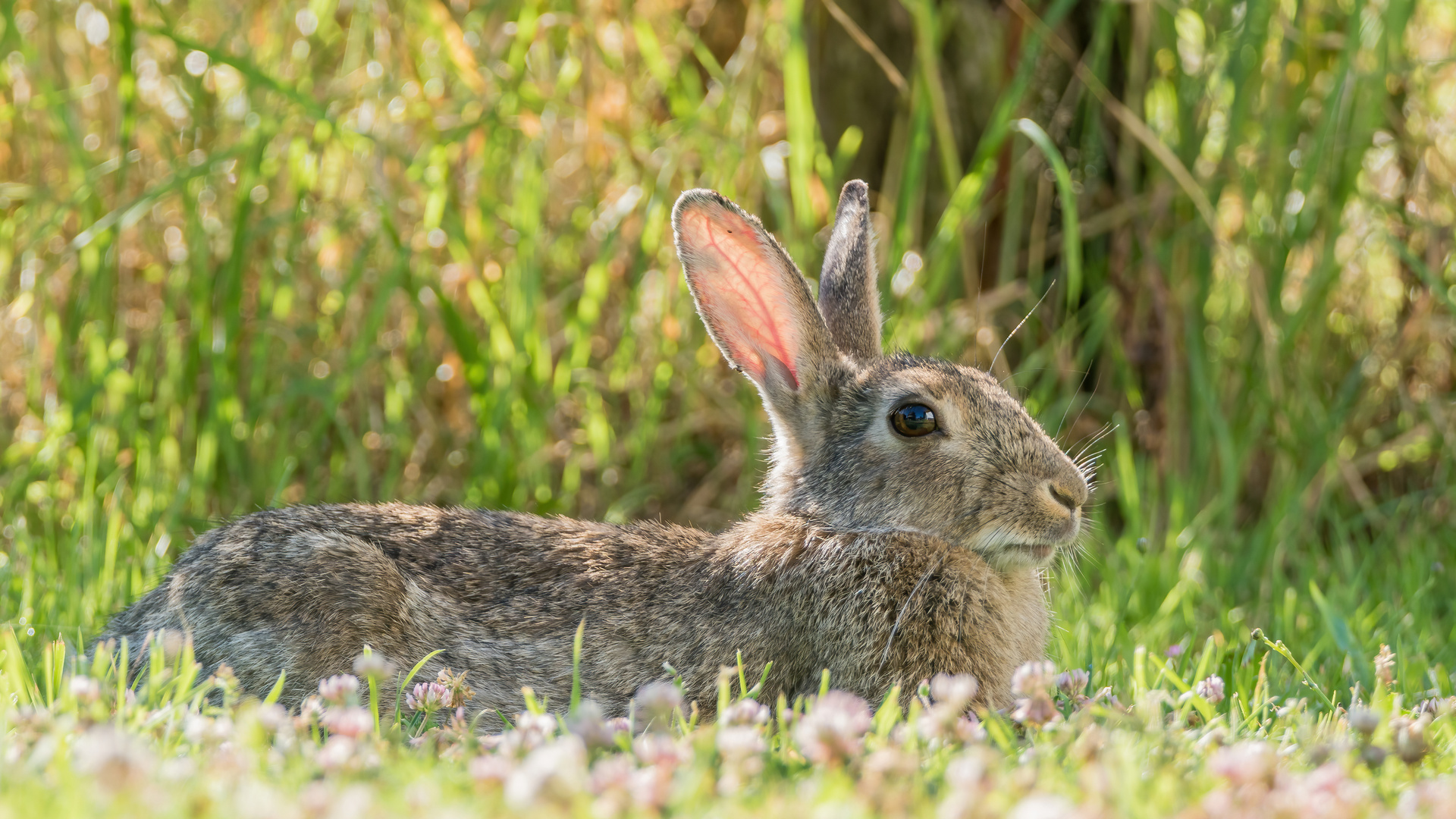 Wildkaninchen in Fotolaune