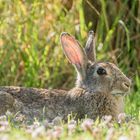 Wildkaninchen in Fotolaune