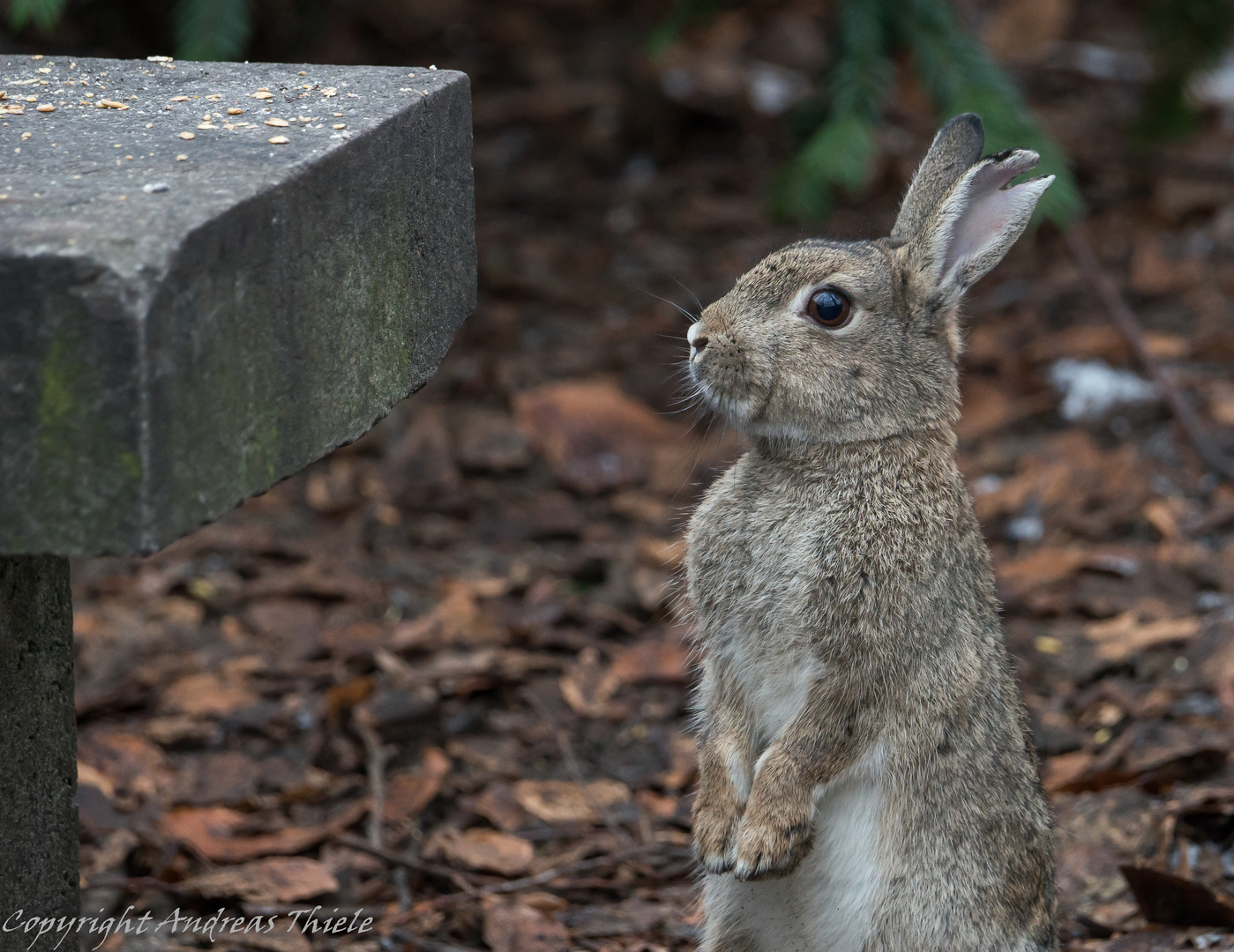 Wildkaninchen inspiziert Steinbank