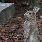 Wildkaninchen inspiziert Steinbank