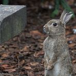 Wildkaninchen inspiziert Steinbank