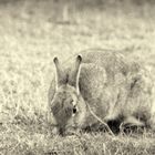 Wildkaninchen IV