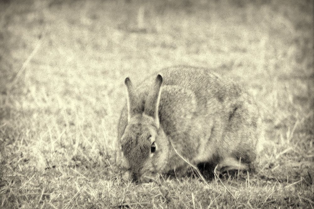 Wildkaninchen IV