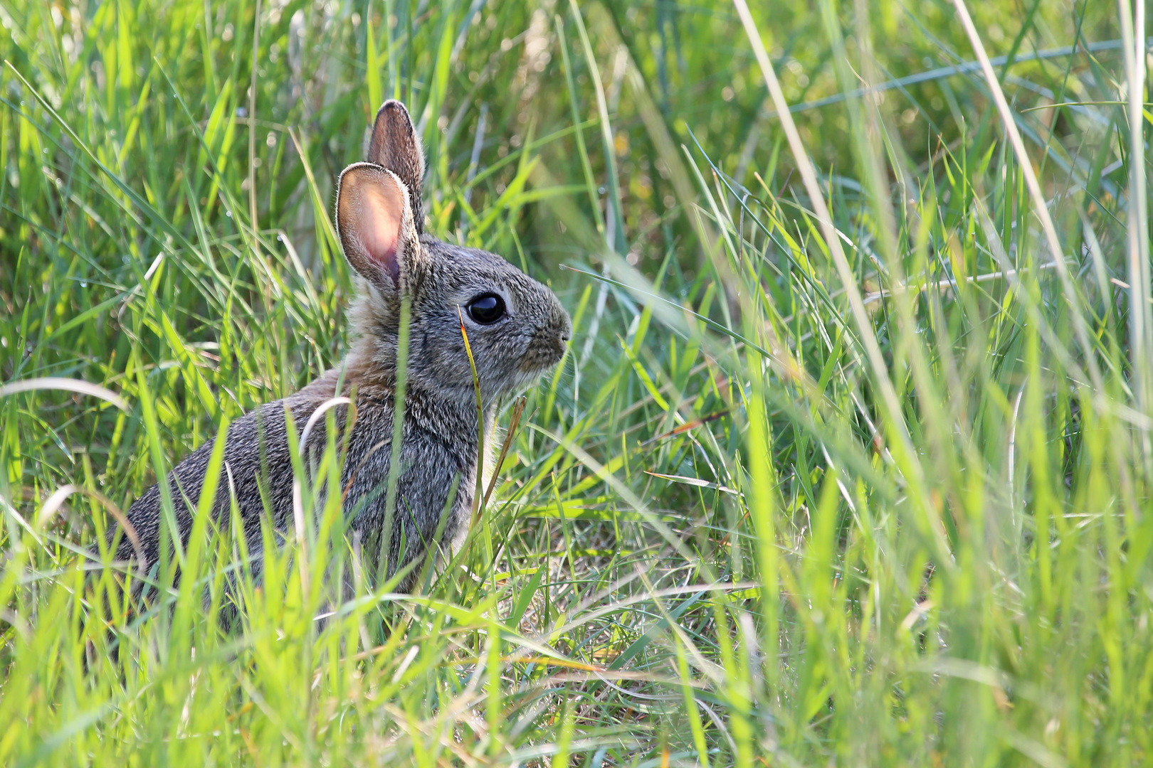 Wildkaninchen juv. 