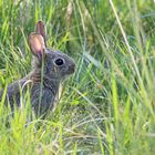 Wildkaninchen juv. 