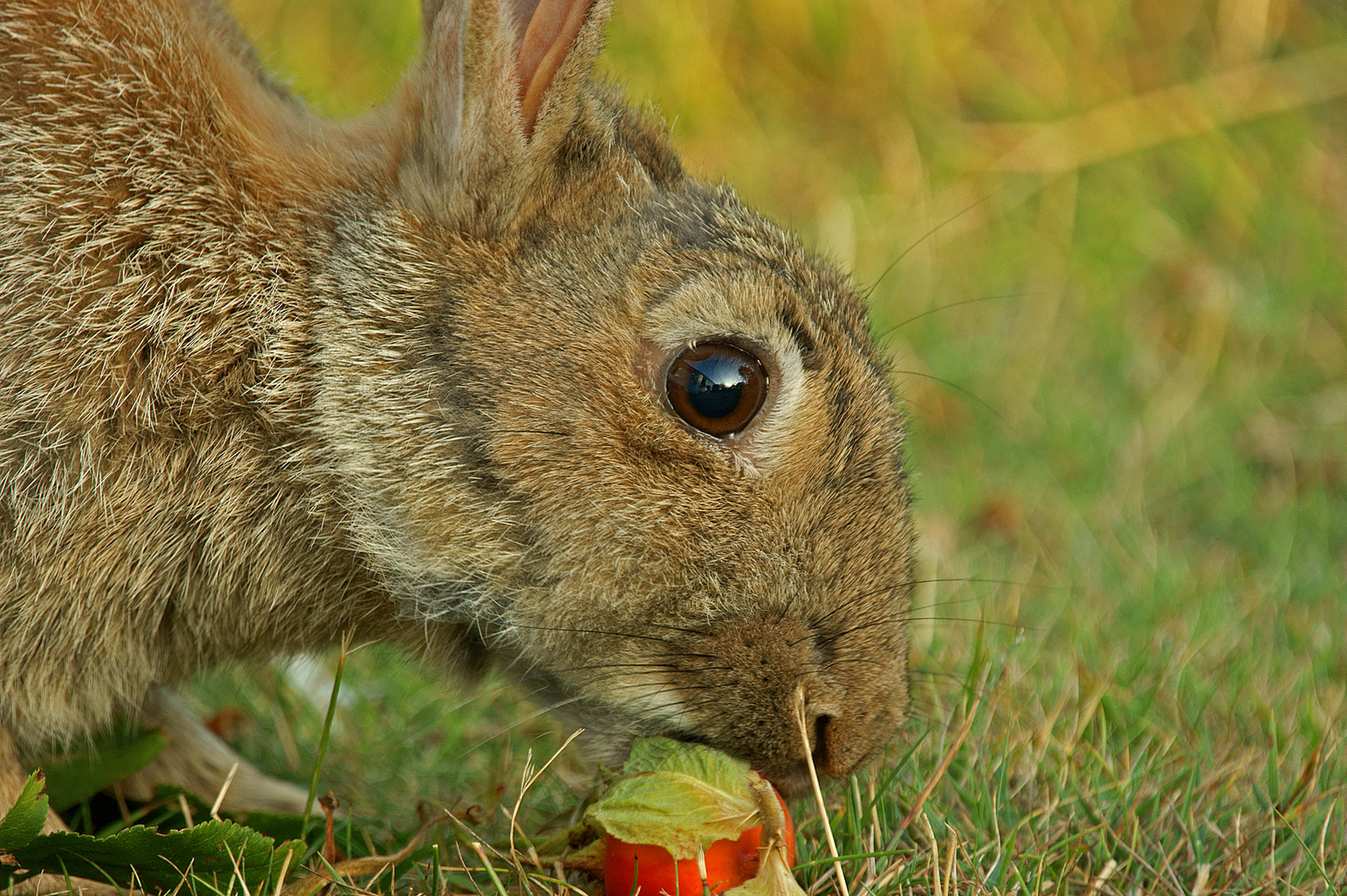 Wildkaninchen mit Hagebutte