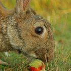 Wildkaninchen mit Hagebutte