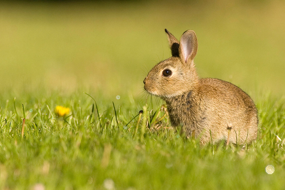 Wildkaninchen mit Sinn für Ästhetik