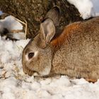 Wildkaninchen oder 24 Stunden Schnee